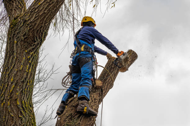 Best Emergency Storm Tree Removal  in Boyes Hot Springs, CA